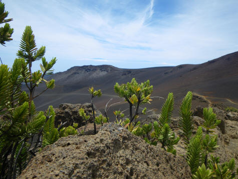 Indigenous Plants on the Haleakala Volcano in Maui