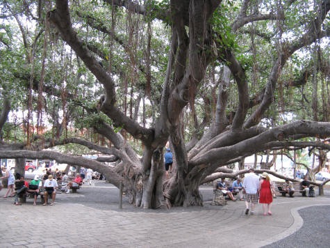 Banyan Tree Square in Lahaina Maui