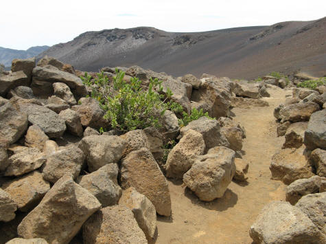 Vegetation on the Haleakala Volcano in Maui