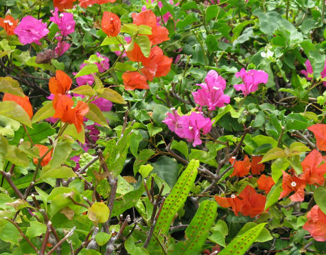 Flowers in Maui Hawaii