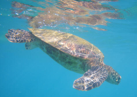 Snorkeling on the Island of Maui